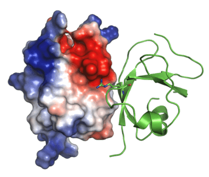 Enzyme Target and Screening